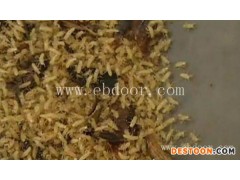 郑州金蝉卵枝哪家好-大棚金蝉卵枝哪家好-亿鸣金蝉(推荐商家)