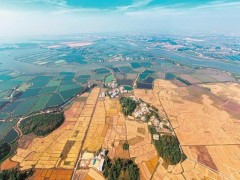 怀揣一颗“红”心 “稻”路越走越宽