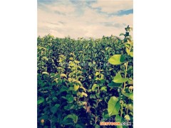 梨苗-根明葡萄苗基地-梨苗品种