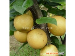 梨苗价格-根明葡萄专业合作社(在线咨询)-梨苗