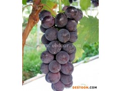 根明葡萄苗(图)-金华葡萄苗种植基地-金华葡萄苗