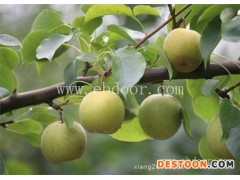 梨树苗价格-梨树苗-根明葡萄苗销售全国