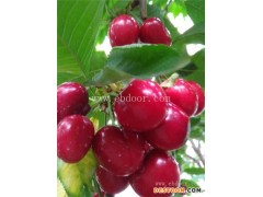 山东樱桃树苗-根明葡萄苗价格合理-樱桃树苗