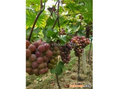 金华葡萄苗批发-金华葡萄苗-根明葡萄专业合作社(查看)