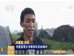 羊肚菌的种植-鸿福食用菌(在线咨询)-羊肚菌