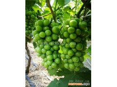 根明葡萄苗种植基地-甬优一号葡萄苗哪家质量好