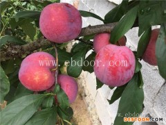 新品种水果苗木-新品种水果苗木基地-果友家庭农场(推荐商家)