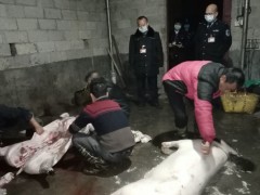 依法打击私屠滥宰守法行为 维护肉质量量平安 助力抗击新冠肺炎
