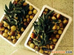 山东鲜枣产地代办