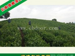 信阳毛尖多少钱,信阳毛尖,贤峰茶叶(查看)