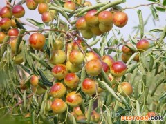 乐陵鲜枣批发收购价格