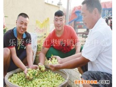 鲜大枣8月上市了