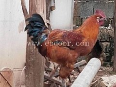 明丽农业(图)-开远红河无量山土鸡价格-开远红河无量山土鸡