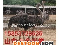 淄博哪里有鸵鸟出售 孔雀价格