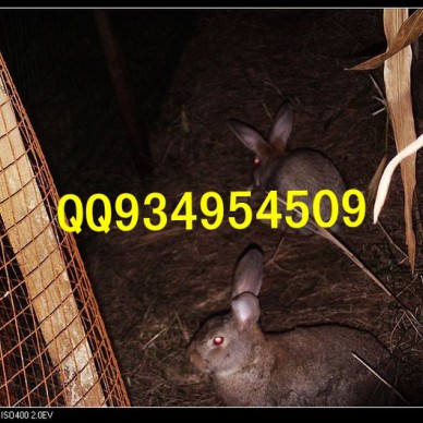 咸阳特种养殖动物有哪些出售