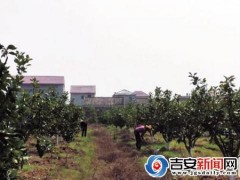 吉安县永阳镇江南村井冈蜜柚专业协作社及时恢复果园开工