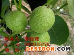 自贡核桃苗，自贡川早2号核桃苗，自贡核桃苗排栽