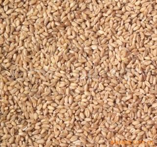 供优质.小麦.普麦