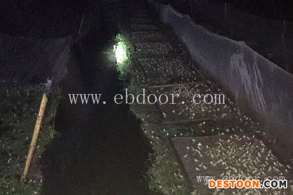 青蛙养殖成本利润-半亩田青蛙养殖(在线咨询)-保山青蛙养殖