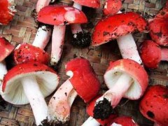 红椎菌 - 钦州特产