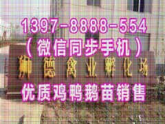 辽宁鸡苗孵化基地 三黄鸡苗 无棣绿壳鸡蛋鸡苗