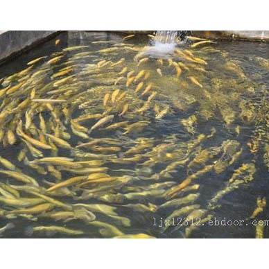 甘肃金鳟鱼配送-刘家峡冷水鱼养殖基地出售优良金鳟鱼