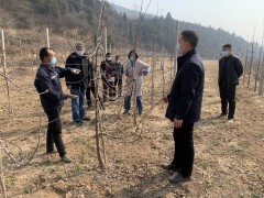 王益：抢抓果园春管   助力果农增收