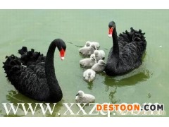 黑天鹅养殖-国内首家商业化养殖黑天鹅的企业