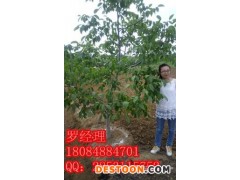 成都成都核桃苗管理