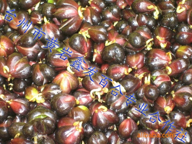 原野生百合种子