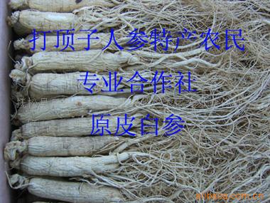 长白山人参--优质原皮白参