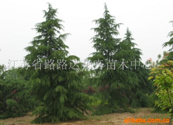 供应3米雪松、乔木 花卉苗木 长绿苗木