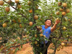 精心打磨的江西省著名品牌—“小清翠冠”—新余市新型职业农民黄小清与“小清翠冠”的妥协阅历