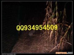 渭南农村特种养殖销售