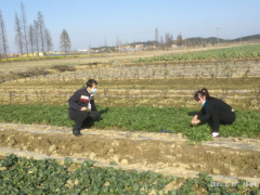 进贤县民和镇疫情时期积极守护农产质量量平安底线