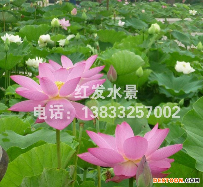 直销优质荷花莲藕种苗水体绿化水生植物荷花莲藕种苗