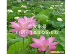 直销优质荷花莲藕种苗水体绿化水生植物荷花莲藕种苗