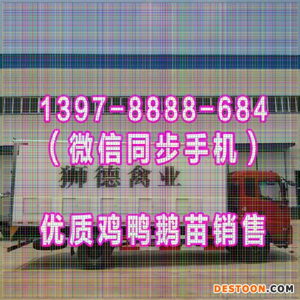 洛阳鸭苗孵化场 青脚红羽鸡苗 绿壳乌鸡蛋