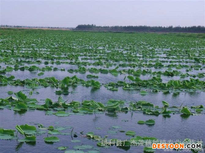 无需建水泥池优质高产莲藕种植培育基地 莲藕种批发