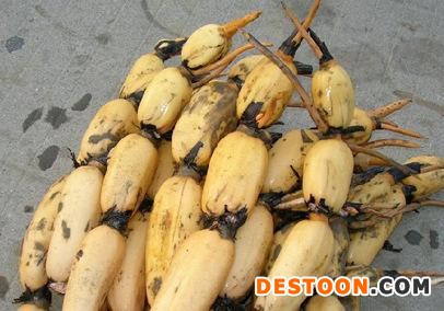 浅水藕管理 莲藕种子 高产南斯拉夫雪莲藕种 欢迎订购