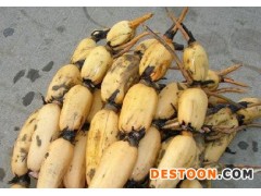 浅水藕管理 莲藕种子 高产南斯拉夫雪莲藕种 欢迎订购