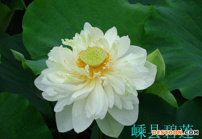 荷花藕苗 荷花种苗 莲藕苗  莲藕种苗 藕种亩产高