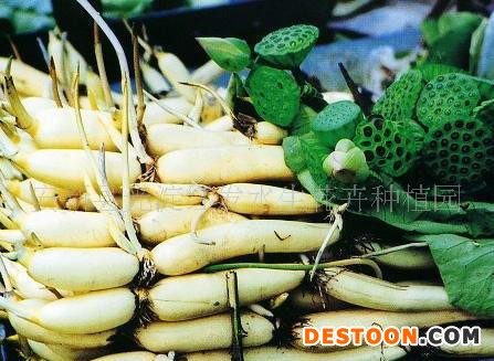 荷花藕苗|| 藕苗||藕种||莲藕苗||l莲藕种苗