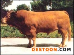 [供]小尾寒羊 肉羊 肉牛 波尔山羊 西门塔尔牛