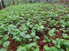 桂花播种育苗之桂花种子催芽的进程和方法