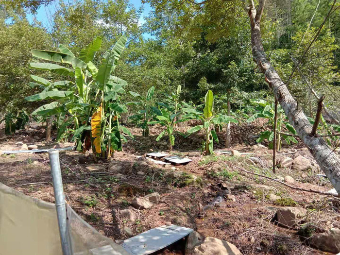 佳鑫石蛙 生态养殖厂家直销 幼蛙 蝌蚪