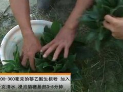 六安桂花苗--种植前需求预备生根粉吗？
