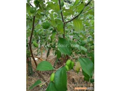 红肉火龙果种苗价格-大博金(在线咨询)-庆元火龙果种苗