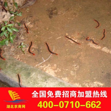 大量供应蜈蚣种苗，免费提供技术指导，回收产品