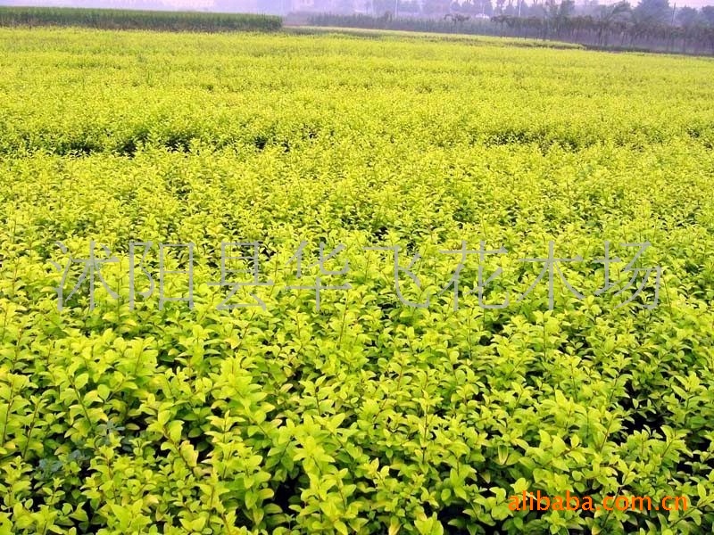 低价供应绿化苗木金叶女贞苗木,金叶女贞小苗